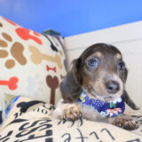 Valentine Dachcshund 03