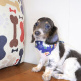 Valentine Dachcshund 04