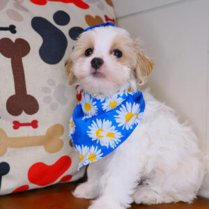 Valentine Maltipoo 01