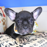 Vanessa French Bulldog 01