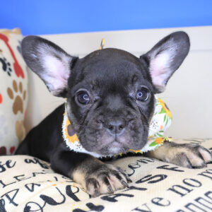 Vanessa French Bulldog 01
