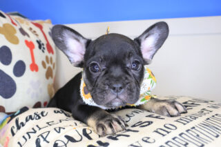 Vanessa French Bulldog 01