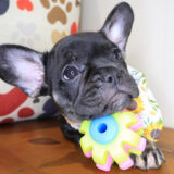Vanessa French Bulldog 03