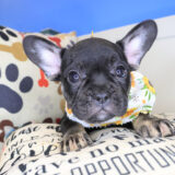 Vanessa French Bulldog 04