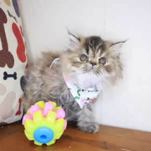 Victoria Persian 01