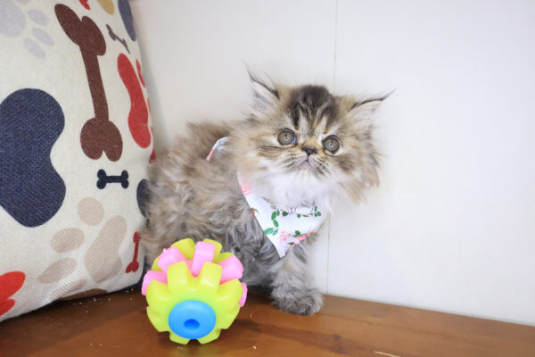 Victoria Persian 01