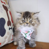 Victoria Persian 02