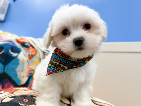 Viper Maltipoo 01