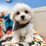 Viper Maltipoo 03