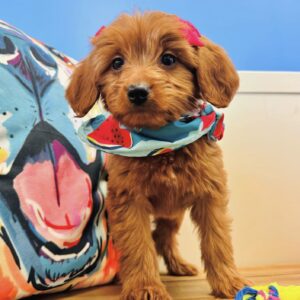 Waverly Miniature Goldendoodle 01