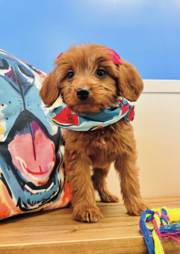 Waverly Miniature Goldendoodle 01