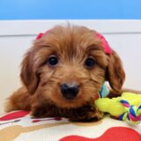 Waverly Miniature Goldendoodle 02