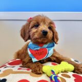 Waverly Miniature Goldendoodle 03