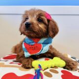 Waverly Miniature Goldendoodle 04