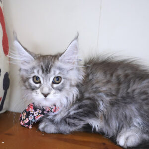 Wilhelmina Maine Coon 01