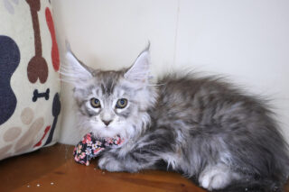 Wilhelmina Maine Coon 01