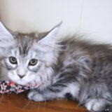 Wilhelmina Maine Coon 02