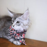 Wilhelmina Maine Coon 04
