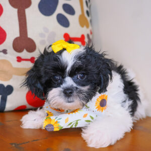Wynnie Teddy Bear 01