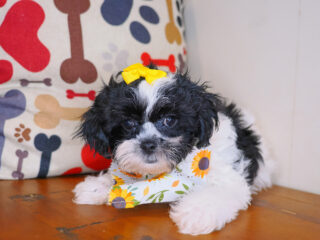 Wynnie Teddy Bear 01