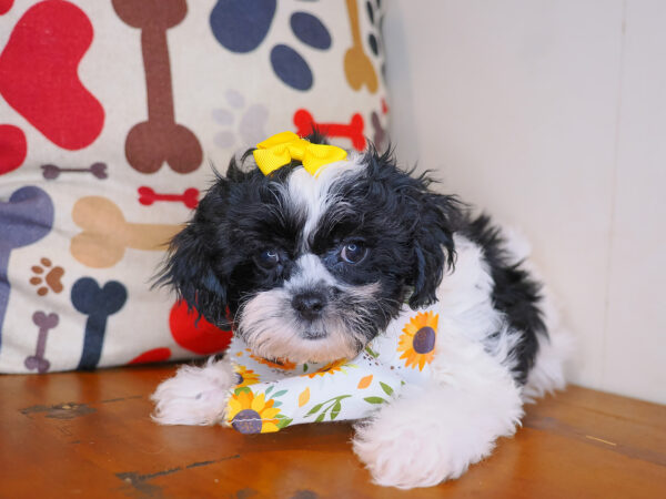 Wynnie Teddy Bear 01