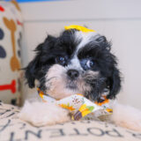 Wynnie Teddy Bear 02