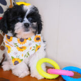 Wynnie Teddy Bear 03