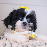 Wynnie Teddy Bear 04