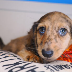 Xander Dachshund 01