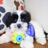 Yapper Morkie 01