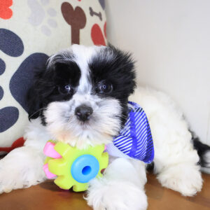 Yapper Morkie 01
