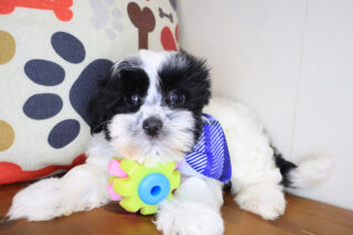 Yapper Morkie 01