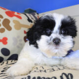 Yapper Morkie 04