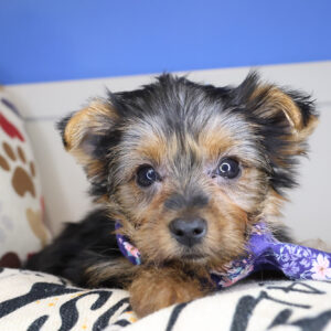 Yara Yorkshire Terrier 01