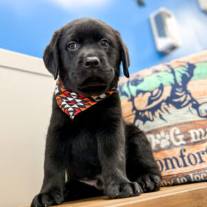 Yarra Labrador Retriever 01