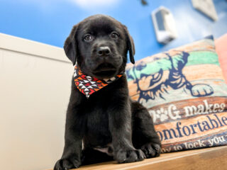 Yarra Labrador Retriever 01