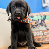 Yarra Labrador Retriever 02
