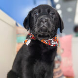 Yarra Labrador Retriever 03