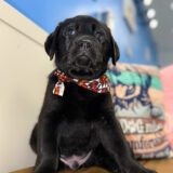 Yarra Labrador Retriever 04