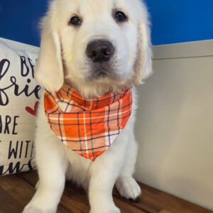 Yonder Golden Retriever 01