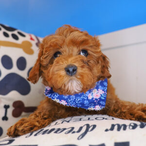 Yvette Cavapoo 01