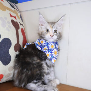 Yvonne Maine Coon 01