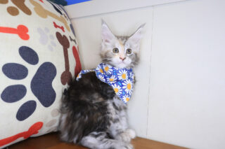 Yvonne Maine Coon 01