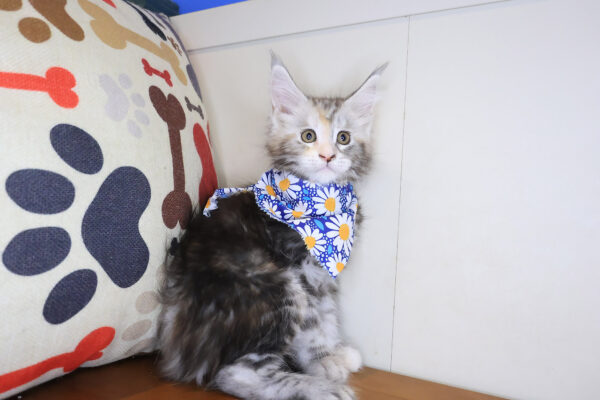 Yvonne Maine Coon 01