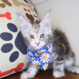 Yvonne Maine Coon 02
