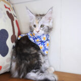 Yvonne Maine Coon 03