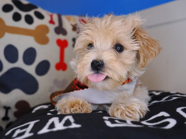 Zane Maltipoo 02