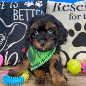 Zeke Cavapoo 01