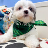 Zodiac Maltipoo 01