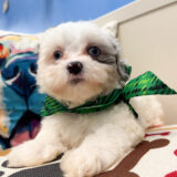 Zodiac Maltipoo 02